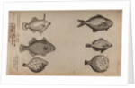 Globefish by Unknown