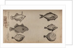 Globefish by Unknown