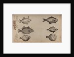 Globefish by Unknown