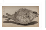 Globefish by Unknown