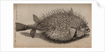 Globefish by Unknown