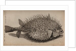 Globefish by Unknown