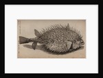 Globefish by Unknown