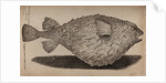 Globefish by Unknown