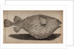 Globefish by Unknown