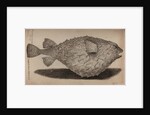 Globefish by Unknown