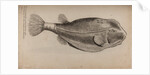 Boxfish by Unknown