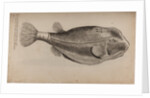 Boxfish by Unknown