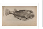 Boxfish by Unknown