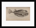 Boxfish by Unknown