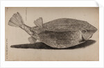 Boxfish by Unknown