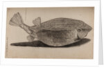 Boxfish by Unknown