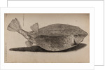 Boxfish by Unknown
