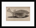 Boxfish by Unknown