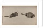 Horned boxfish and scorpionfish by Unknown