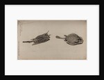 Horned boxfish and scorpionfish by Unknown