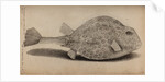 Smooth trunkfish by Unknown
