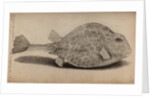 Smooth trunkfish by Unknown