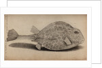 Smooth trunkfish by Unknown
