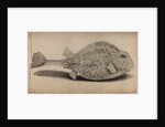 Smooth trunkfish by Unknown