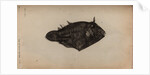 Long-spine porcupinefish by Unknown
