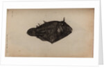 Long-spine porcupinefish by Unknown