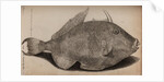Grey triggerfish by Unknown