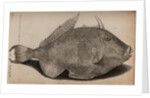 Grey triggerfish by Unknown