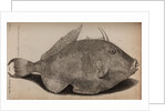 Grey triggerfish by Unknown