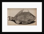 Grey triggerfish by Unknown