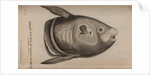 Sunfish by Unknown