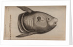 Sunfish by Unknown