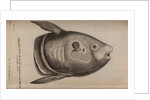 Sunfish by Unknown