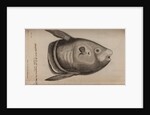 Sunfish by Unknown
