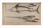 Sailfish and swordfish by Unknown