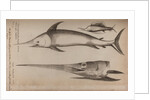 Sailfish and swordfish by Unknown