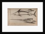 Sailfish and swordfish by Unknown