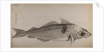 Haddock by Unknown