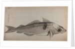 Haddock by Unknown