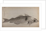 Haddock by Unknown