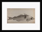 Haddock by Unknown