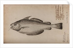 Pout whiting by Unknown