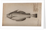 Pout whiting by Unknown