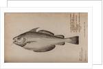 Pout whiting by Unknown