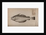 Pout whiting by Unknown