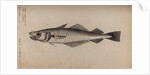 Whiting by Unknown
