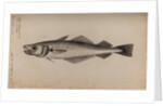 Whiting by Unknown