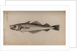 Whiting by Unknown