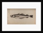 Whiting by Unknown