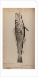 Hake by Unknown